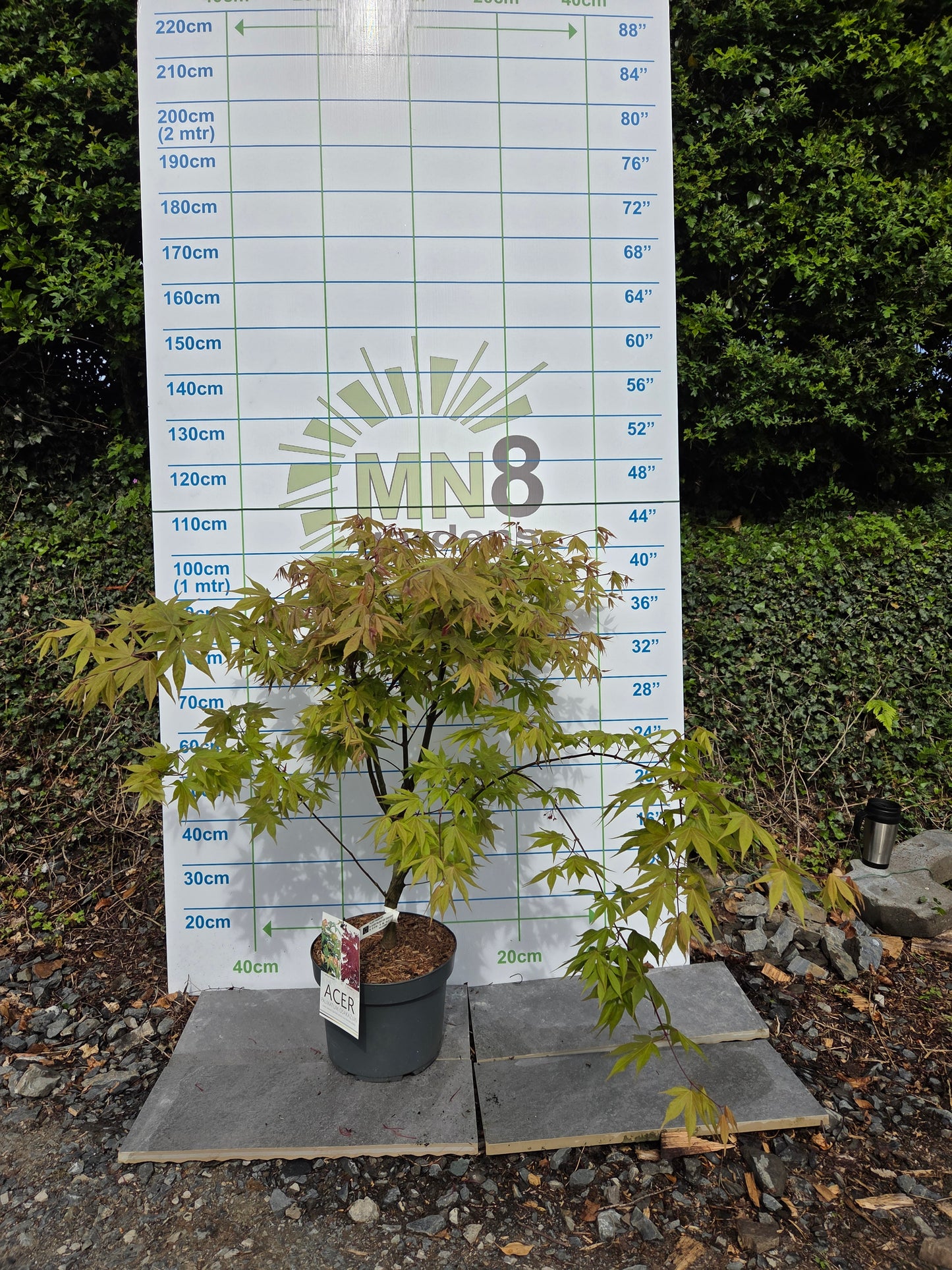 Acer Palmatum 'Osakazuki' Japanese Maple