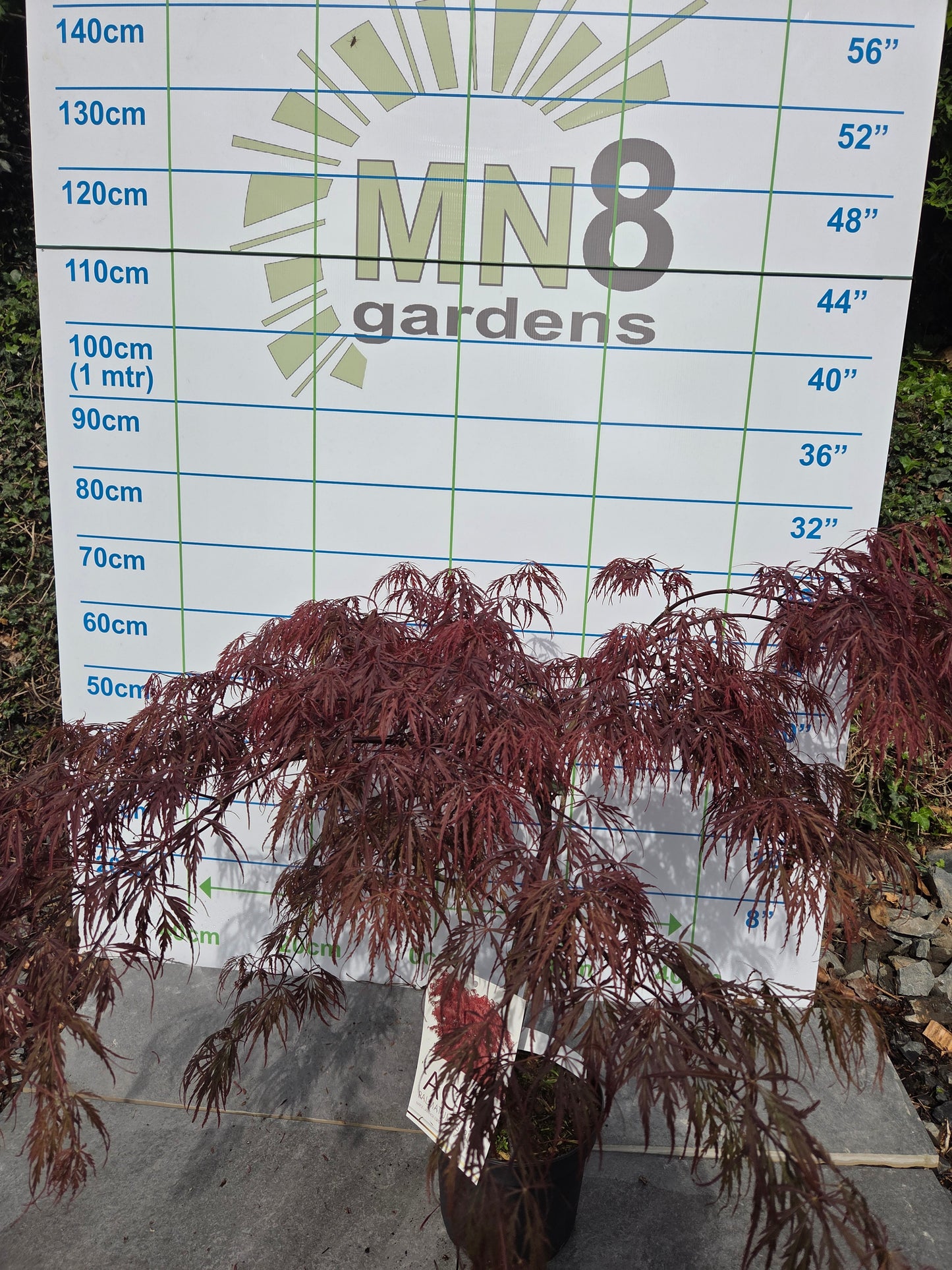 Acer Palmatum 'Garnet' Japanese Maple