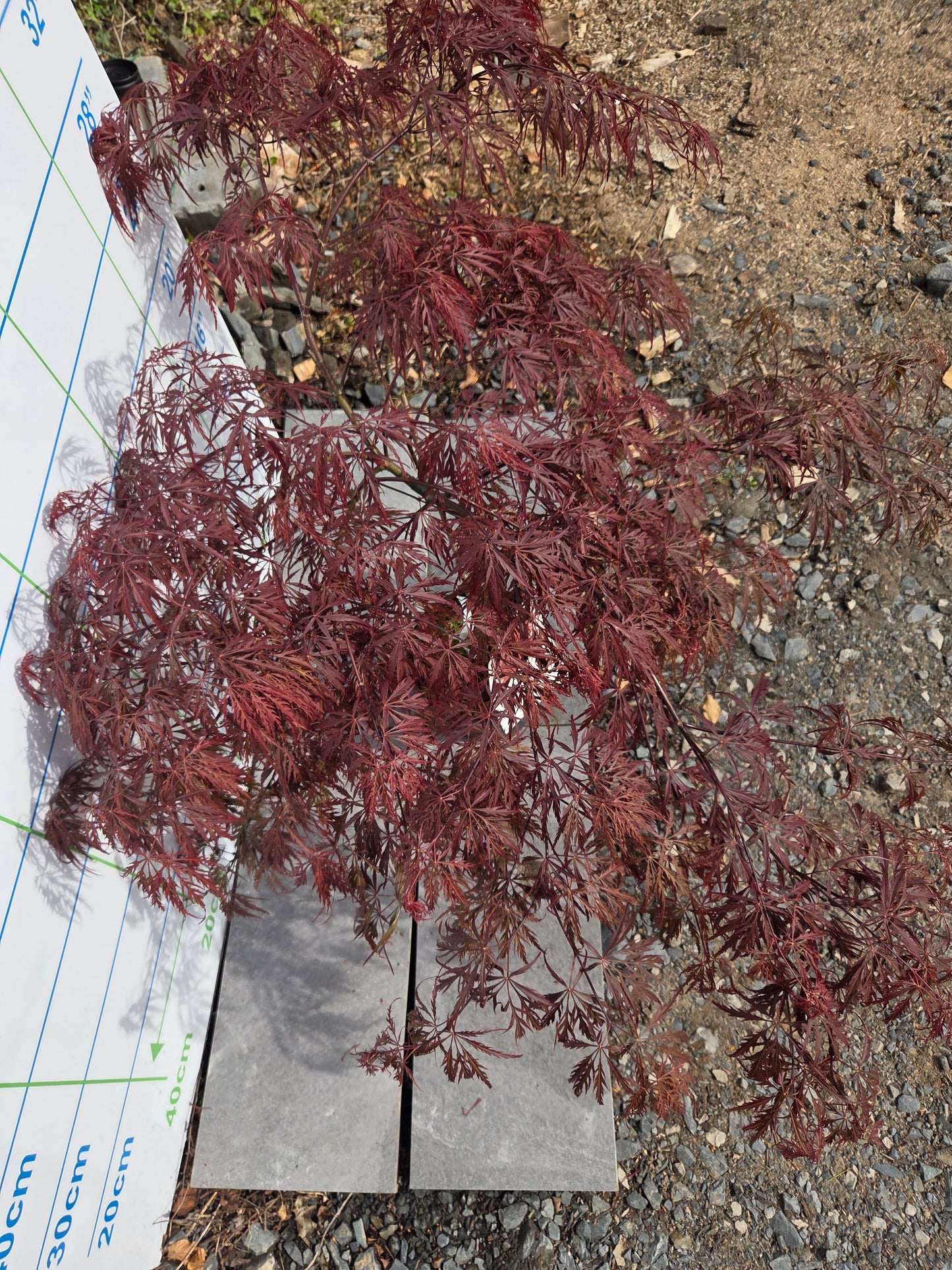 Acer Palmatum 'Garnet' Japanese Maple