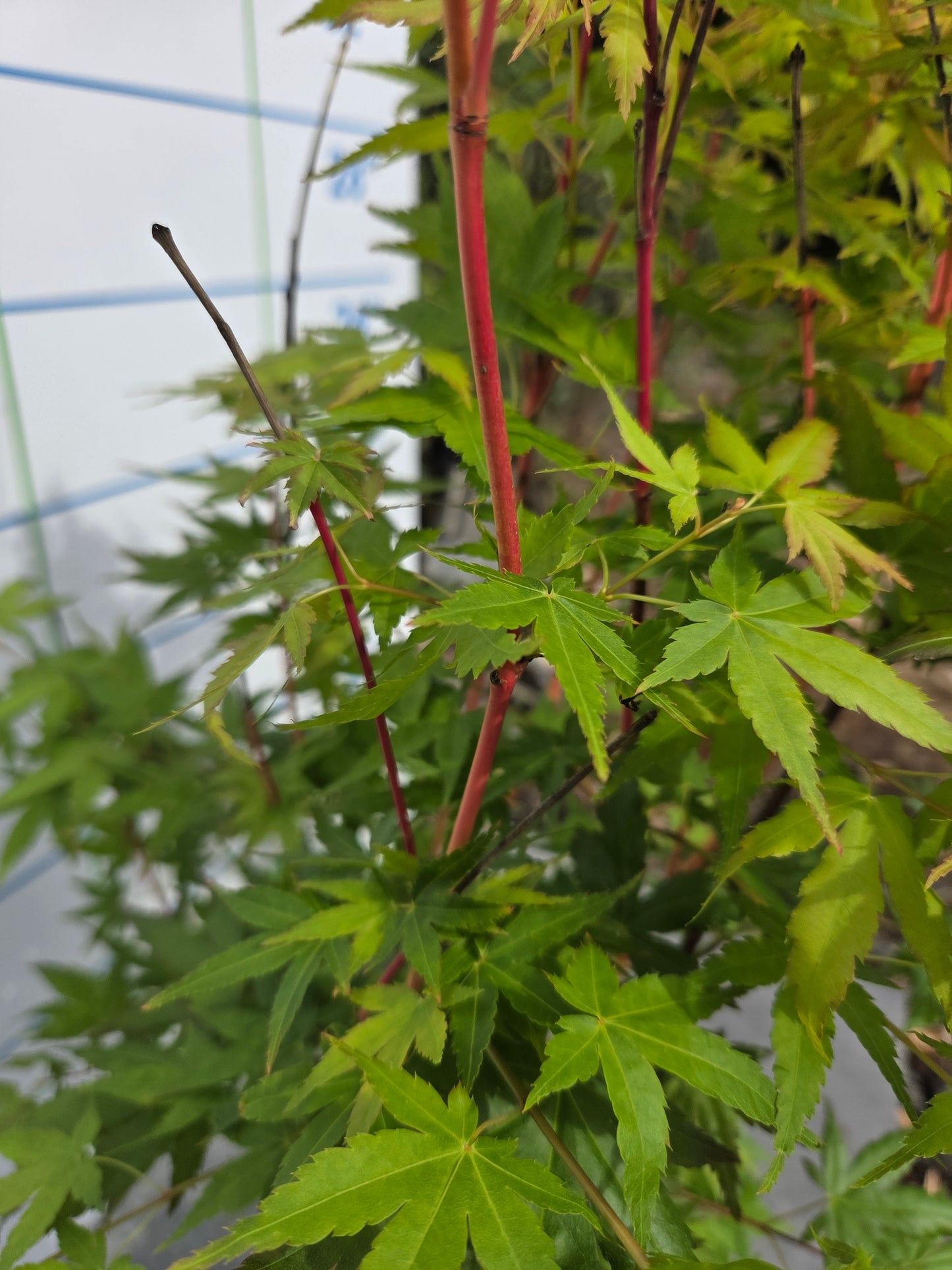 Acer Palmatum 'Bi Ho' Japanese Maple