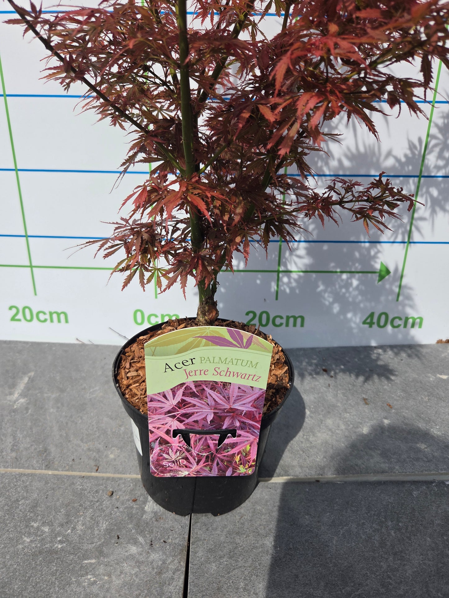 Acer Palmatum 'Jerre Schwartz' Japanese Maple