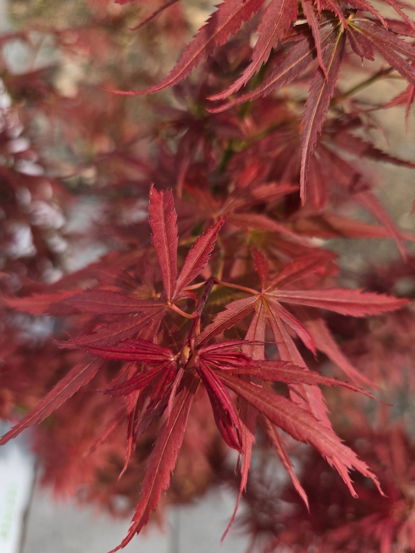 Acer Palmatum 'Jerre Schwartz' Japanese Maple