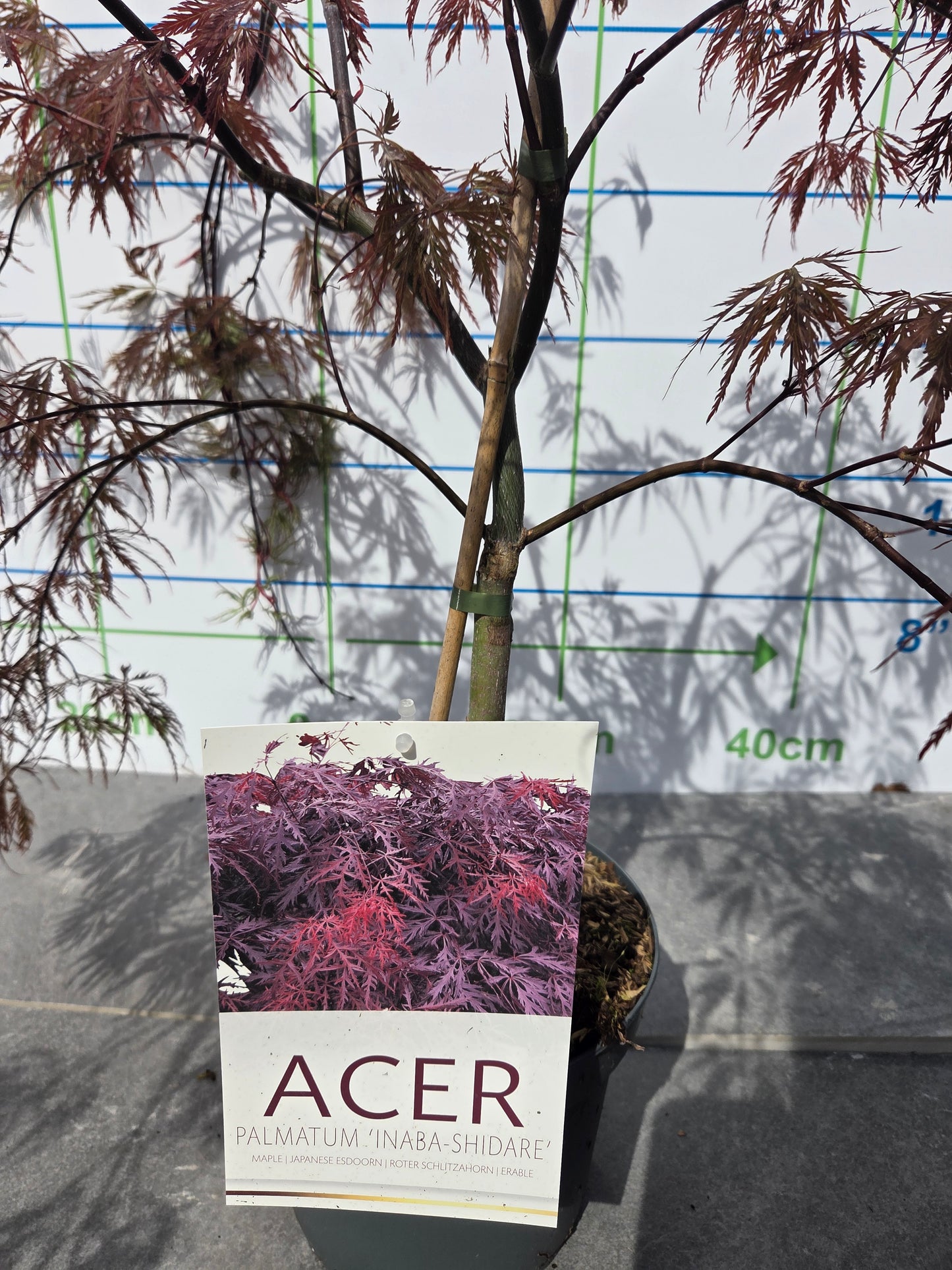 Acer Palmatum 'Inaba-shidare' Japanese Maple
