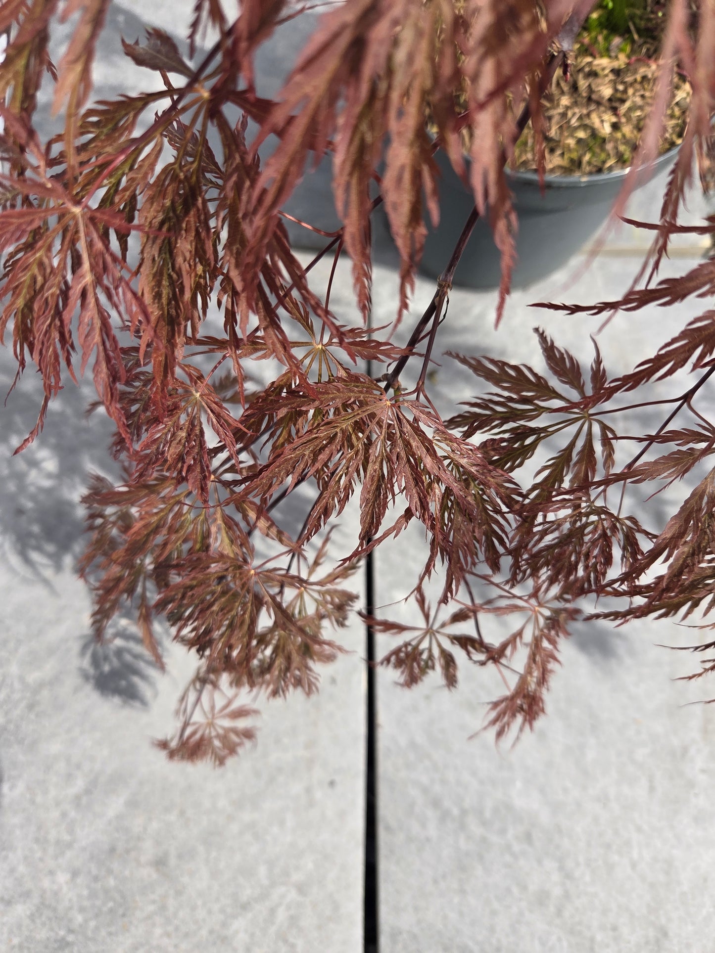 Acer Palmatum 'Inaba-shidare' Japanese Maple