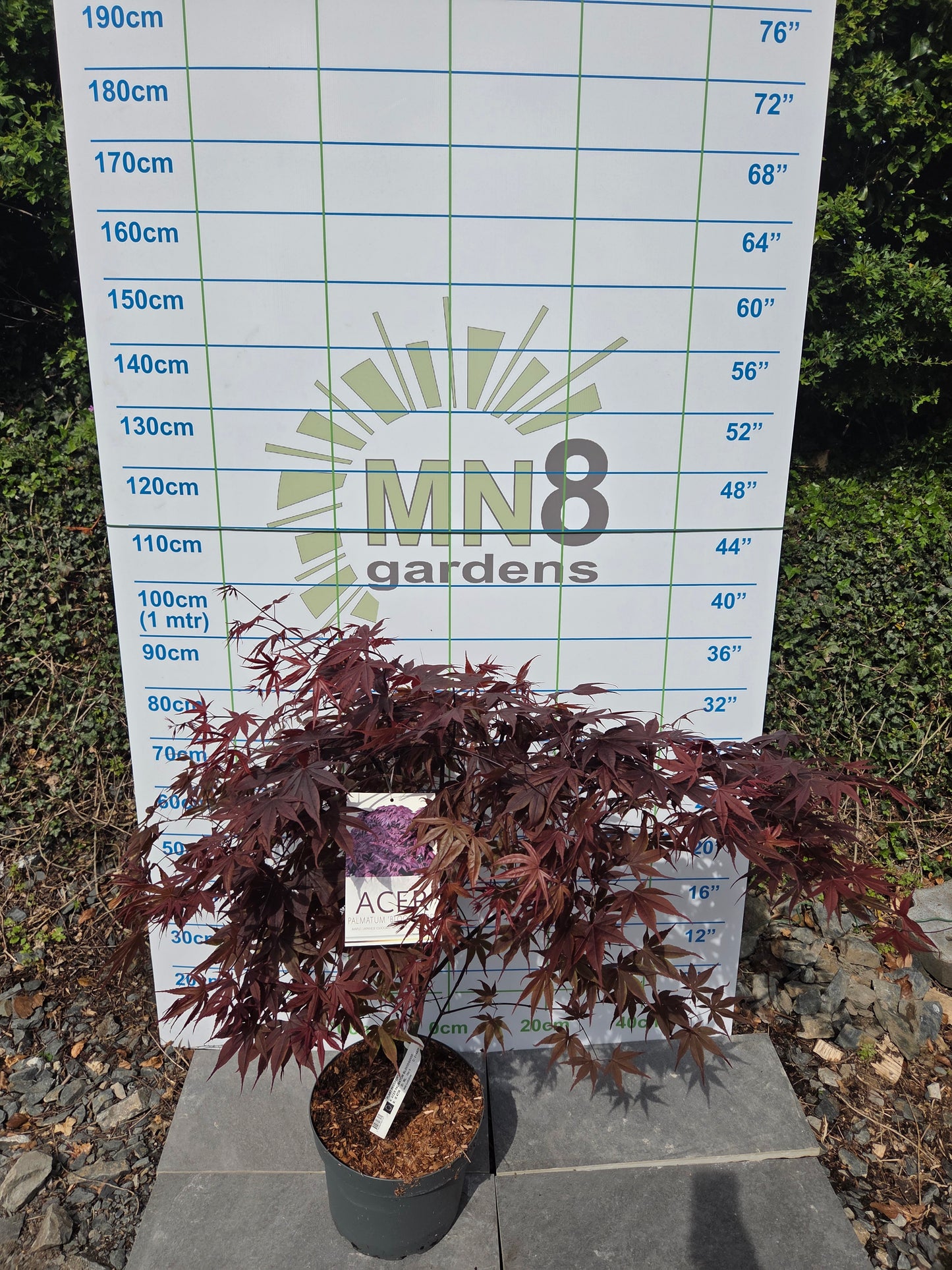 Acer Palmatum 'Bloodgood' Japanese Maple