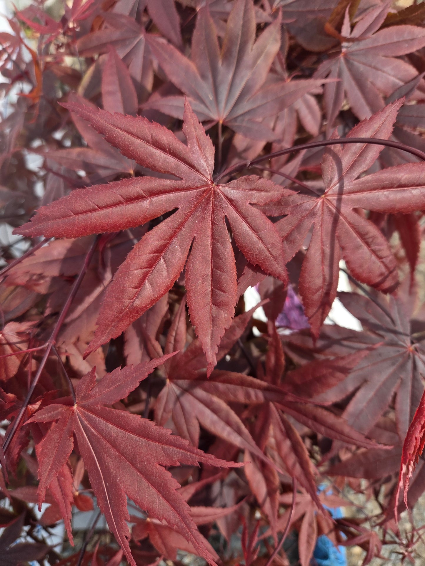 Acer Palmatum 'Bloodgood' Japanese Maple