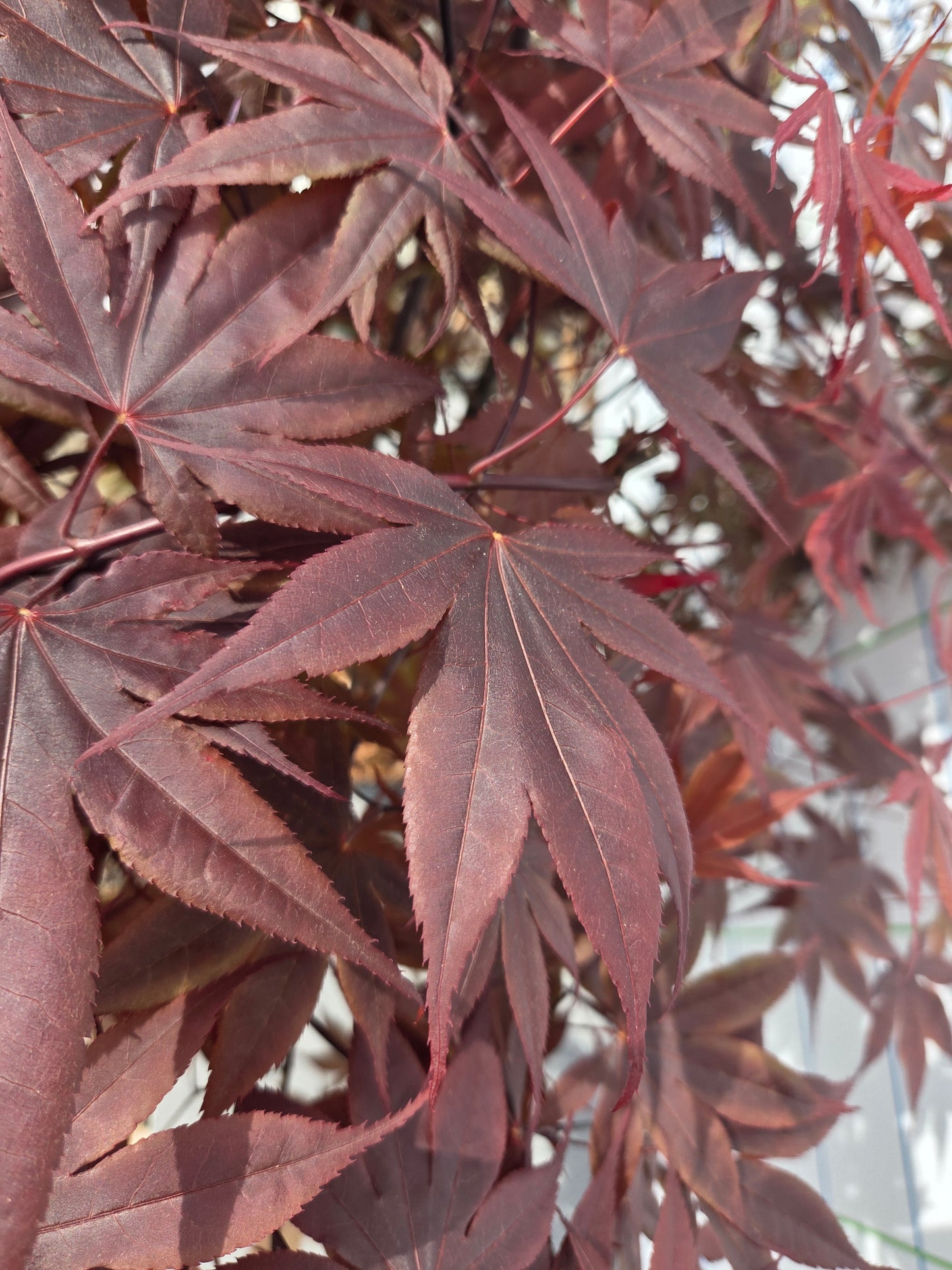 Acer Palmatum 'Bloodgood' Japanese Maple