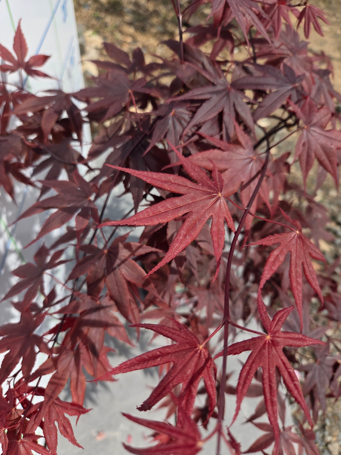 Acer Palmatum 'Fireglow' Japanese Maple