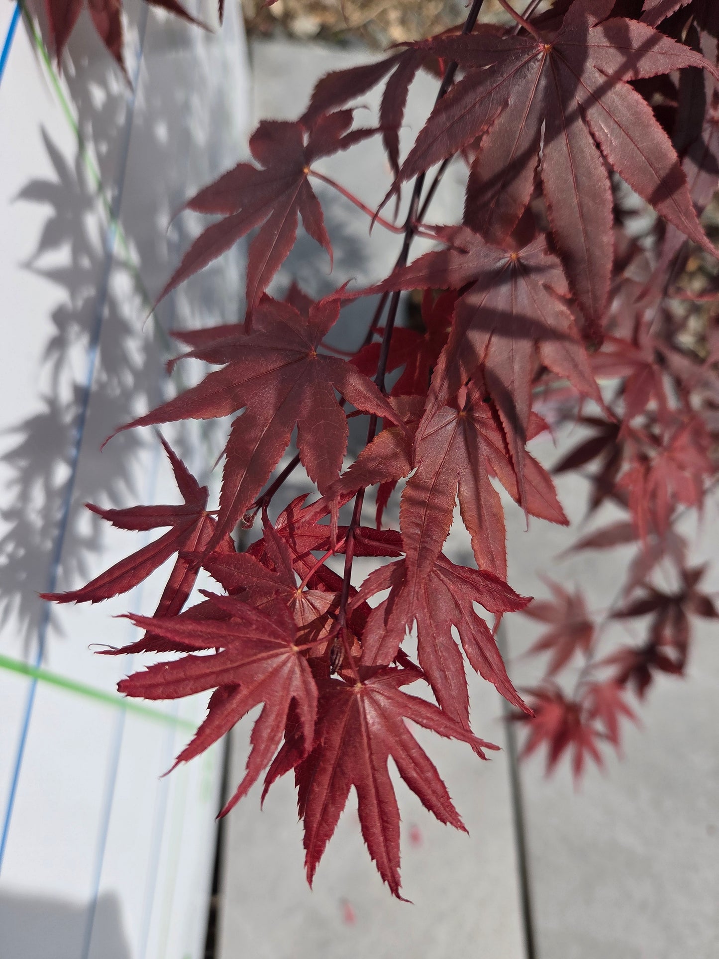 Acer Palmatum 'Fireglow' Japanese Maple