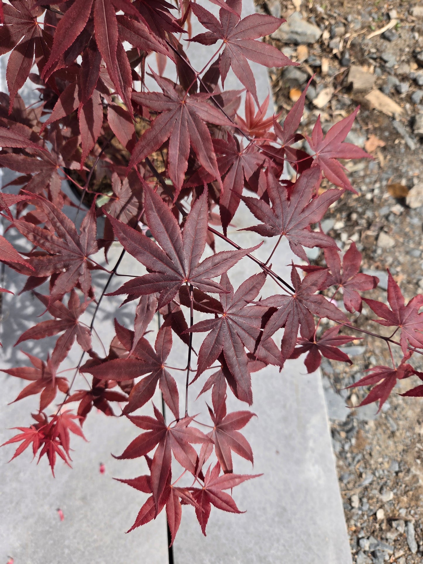 Acer Palmatum 'Fireglow' Japanese Maple