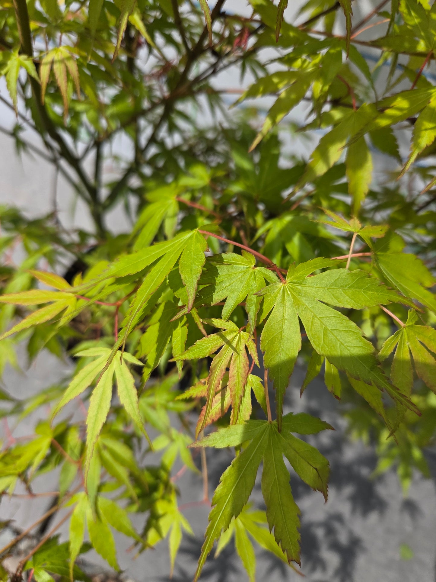 Acer Palmatum 'Katsura' Japanese Maple