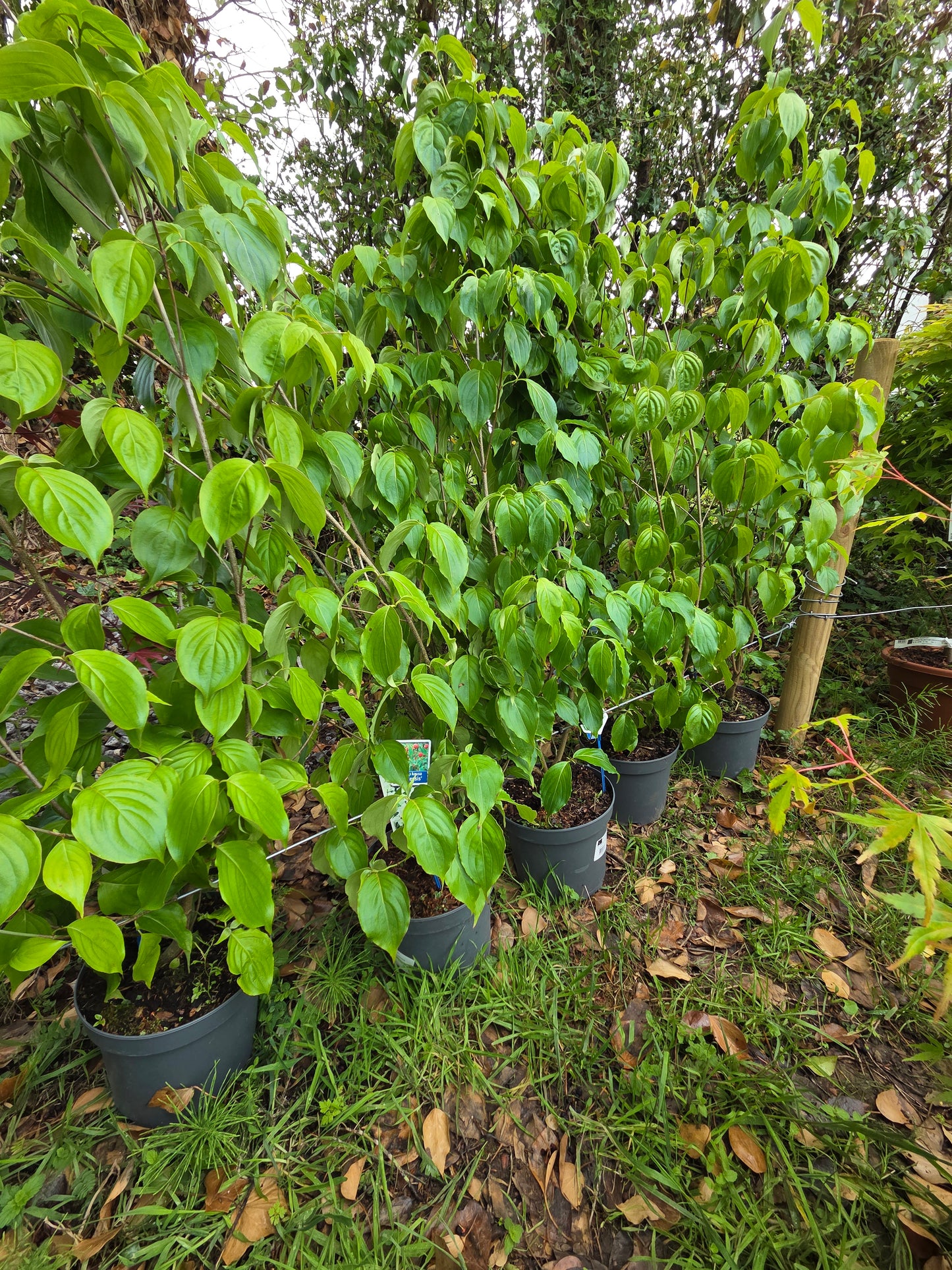 Cornus kousa var. chinensis (Chinese Dogwood)