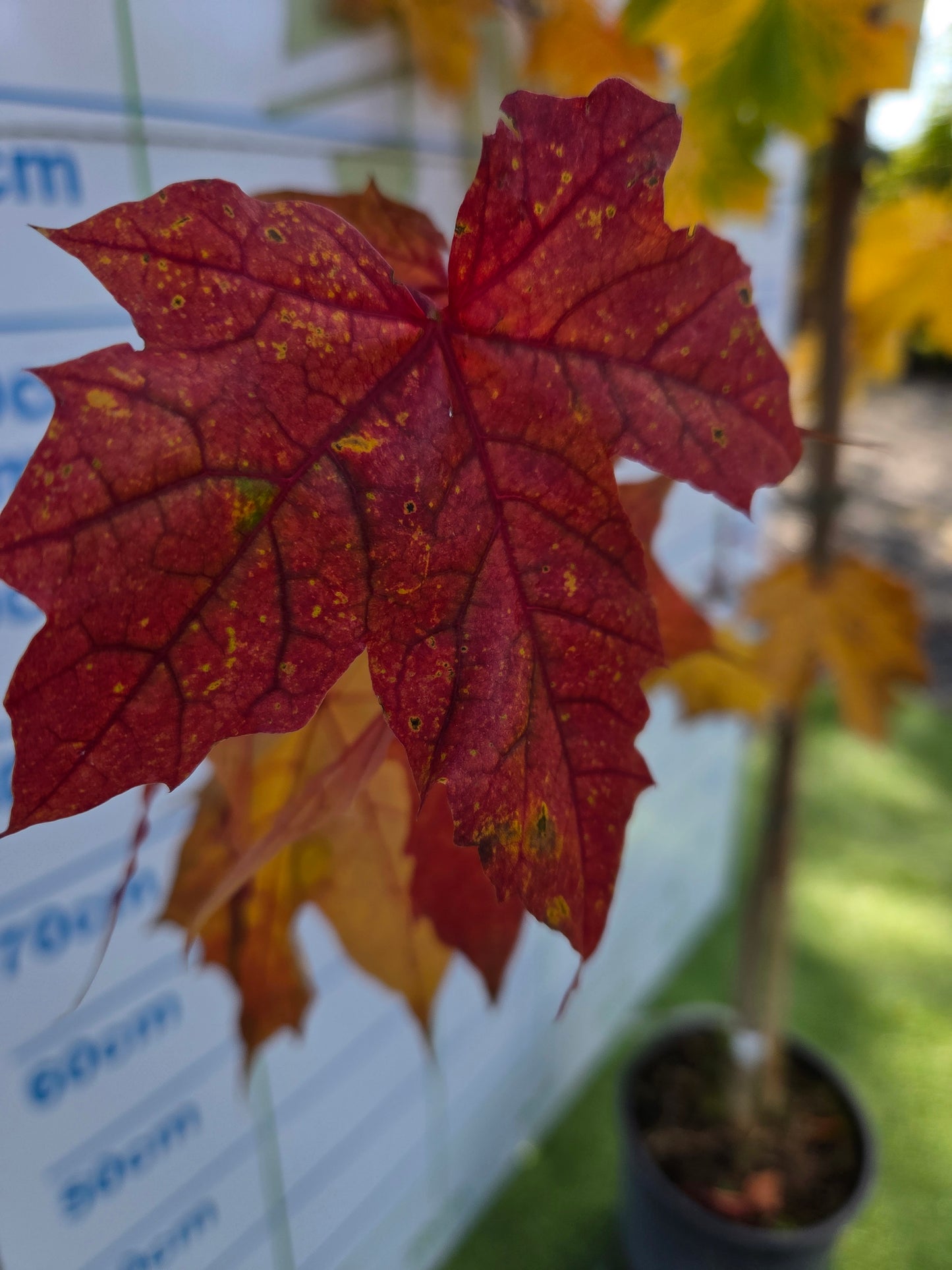Acer platanoides 'Princeton Gold' (Golden Norway Maple)