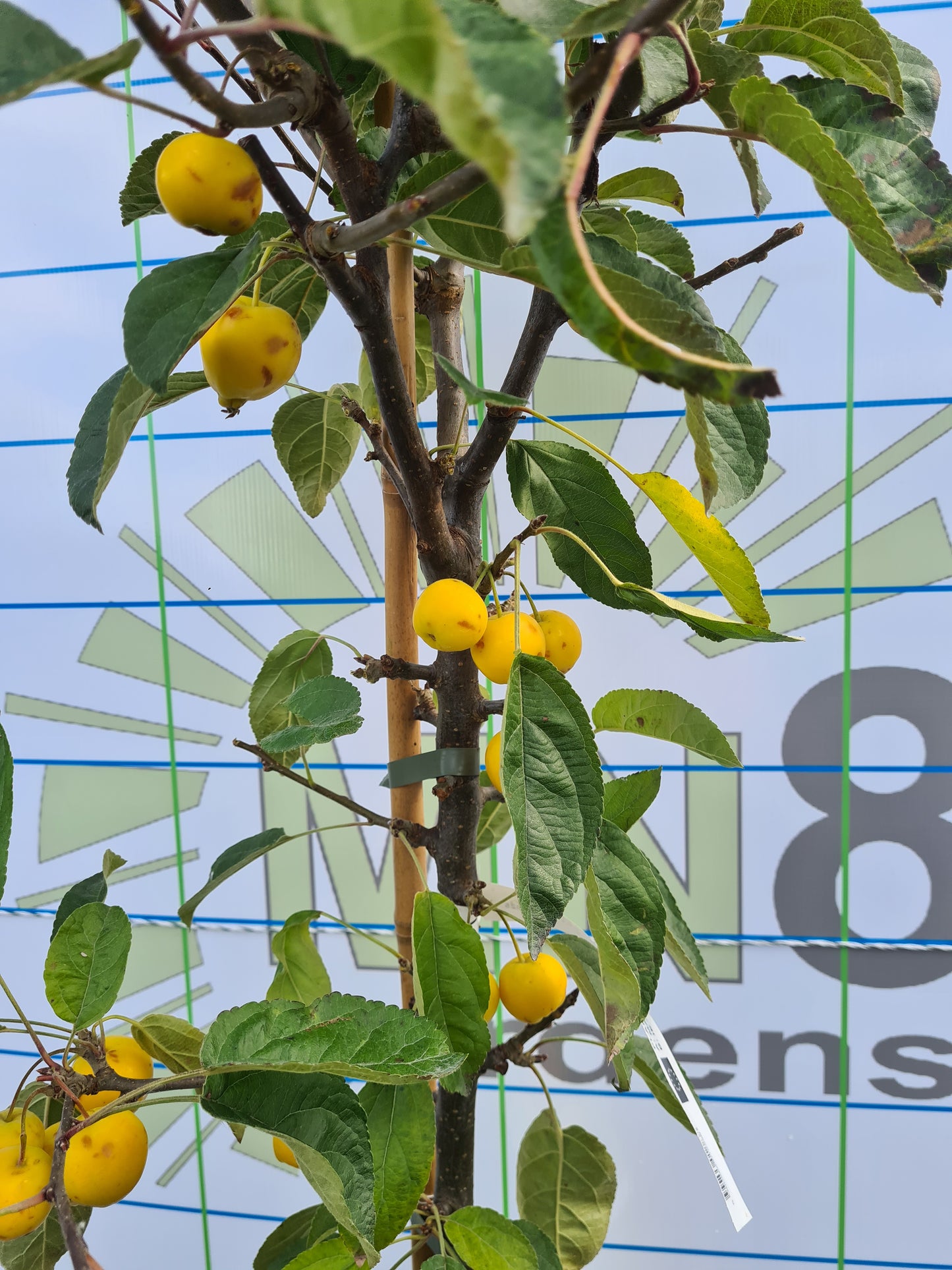 Malus Golden Hornet (Crabapple)