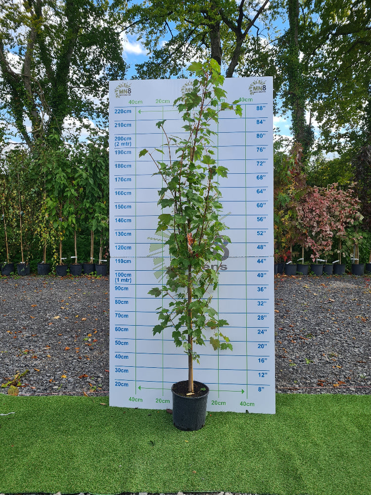 Special Offer. Acer Rubrum October Glory