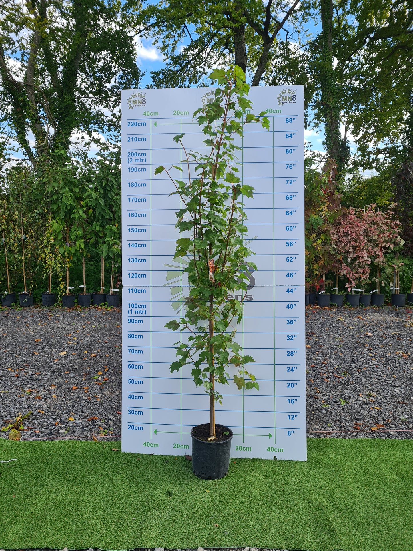 Acer Rubrum October Glory