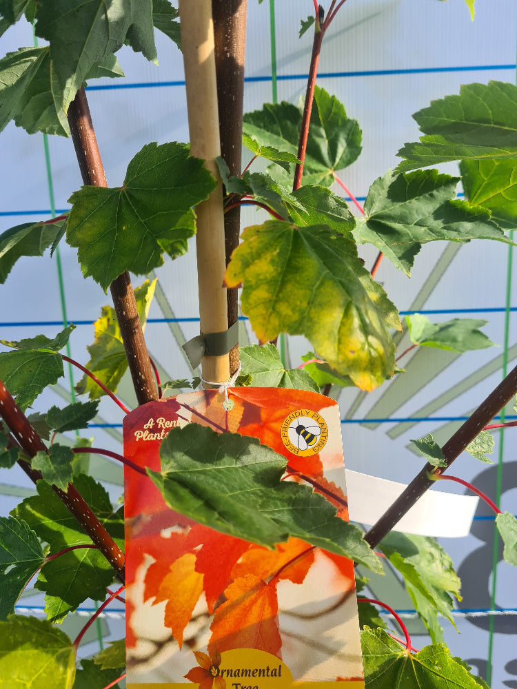 * * Special LARGE Acer Tree Bundle. ** 3 For €135.00