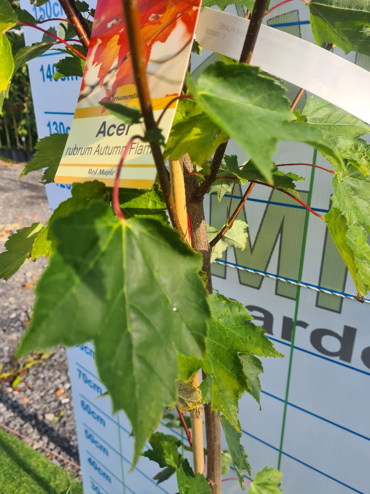 Acer Rubrum Autumn Flame