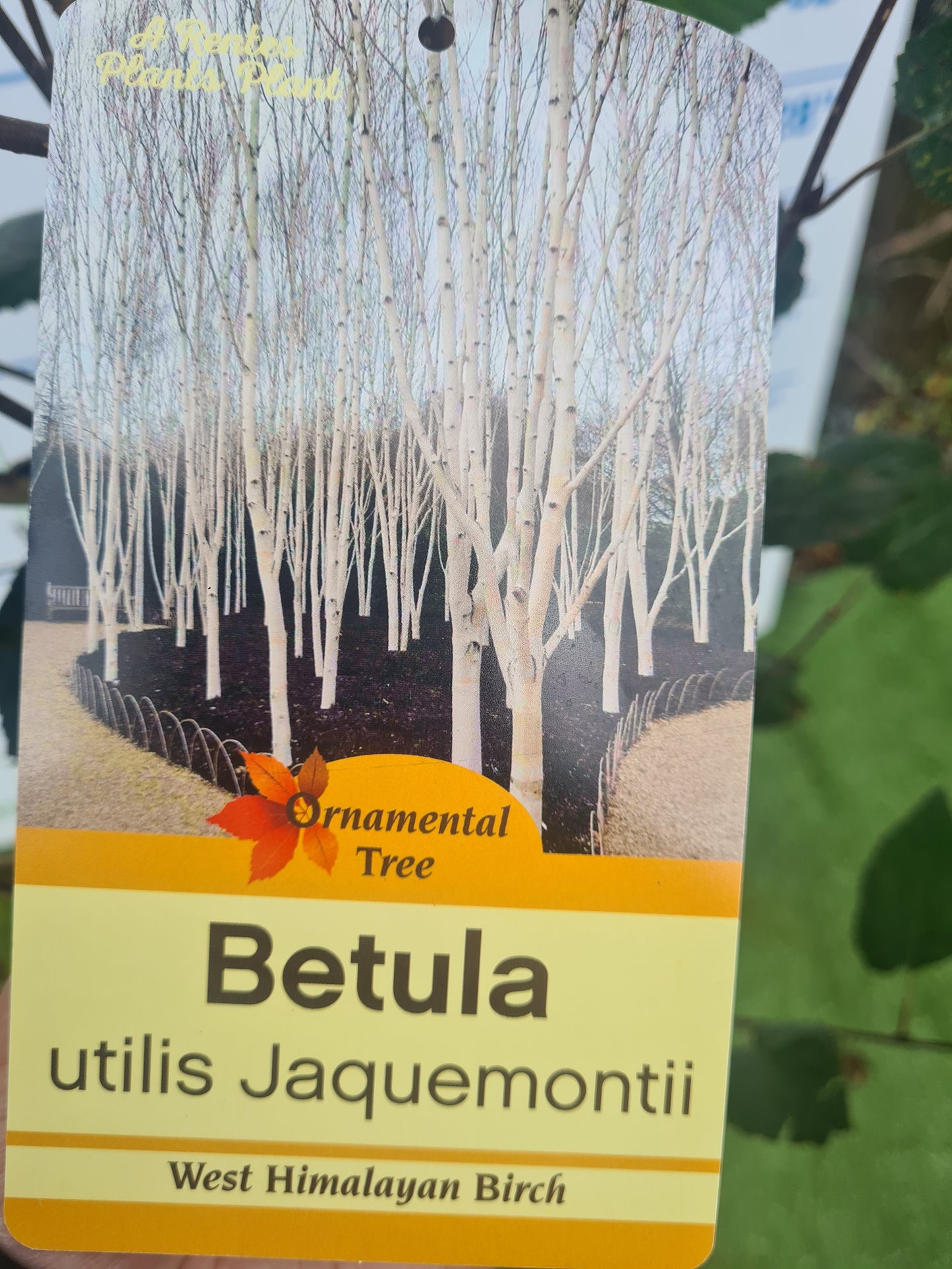 Betula Utilis Jaquemontii "Silver Birch"