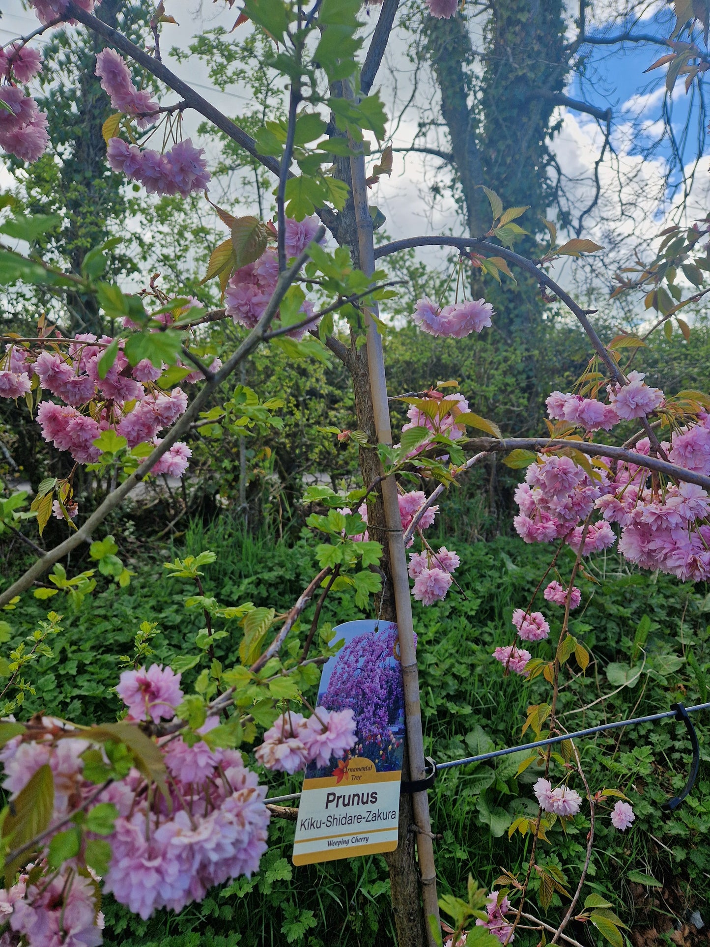 Prunus 'Kiku-shidare-zakura' (Cheal's Weeping Cherry)
