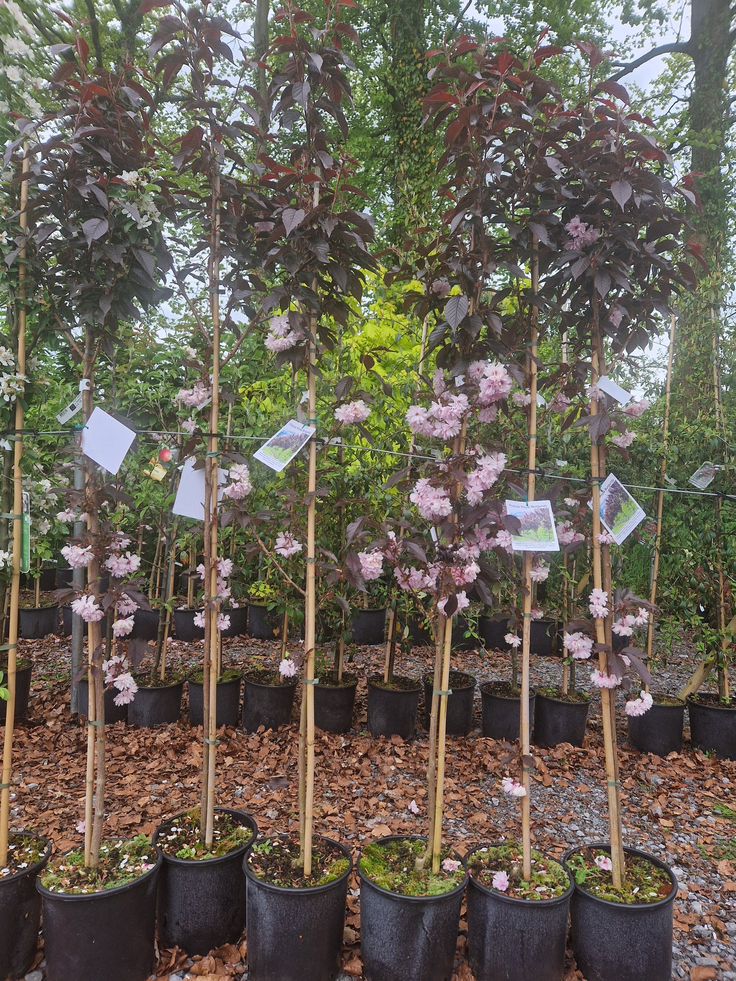 Royal Burgandy Tree. Special Offer.