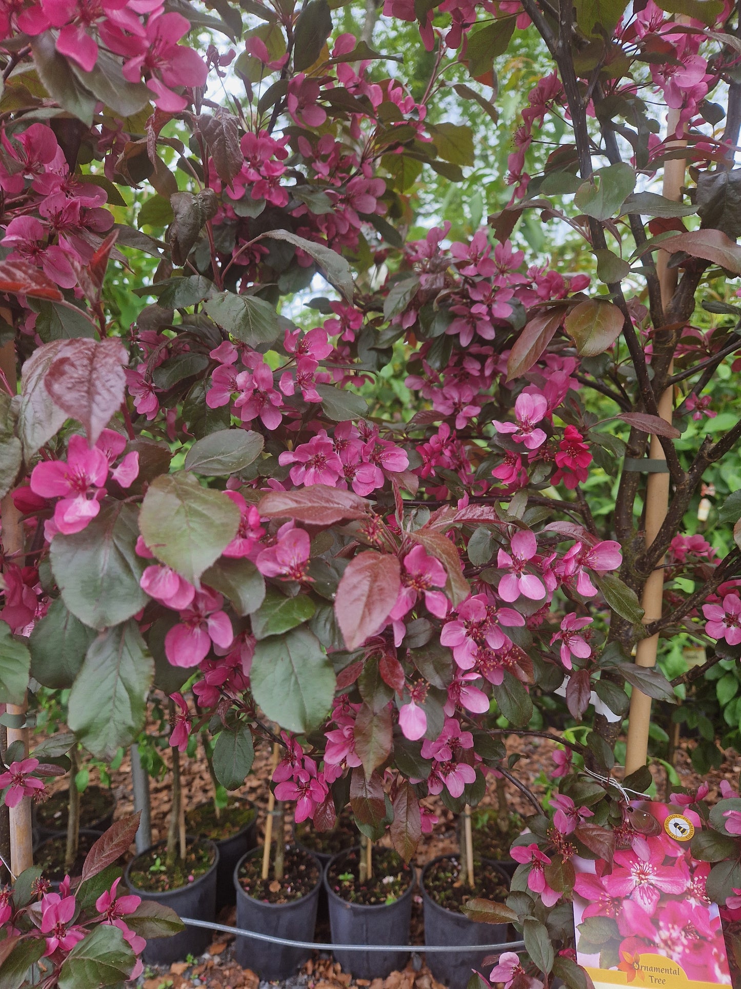 Crabapple, Malus Scarletta.