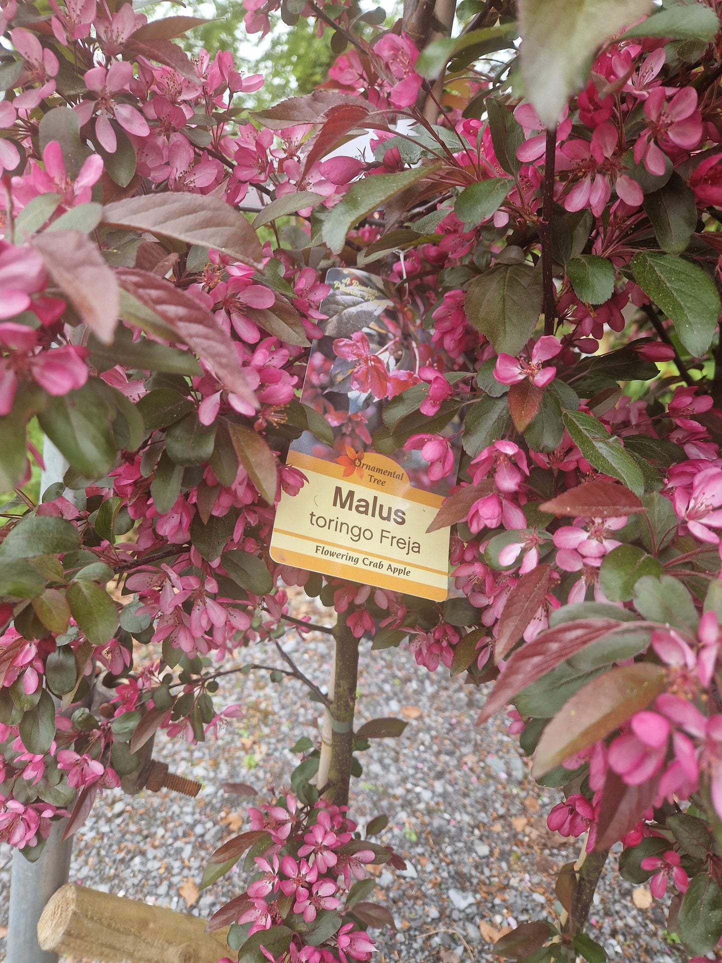 Malus Toringo 'Freja' (Crab Apple)