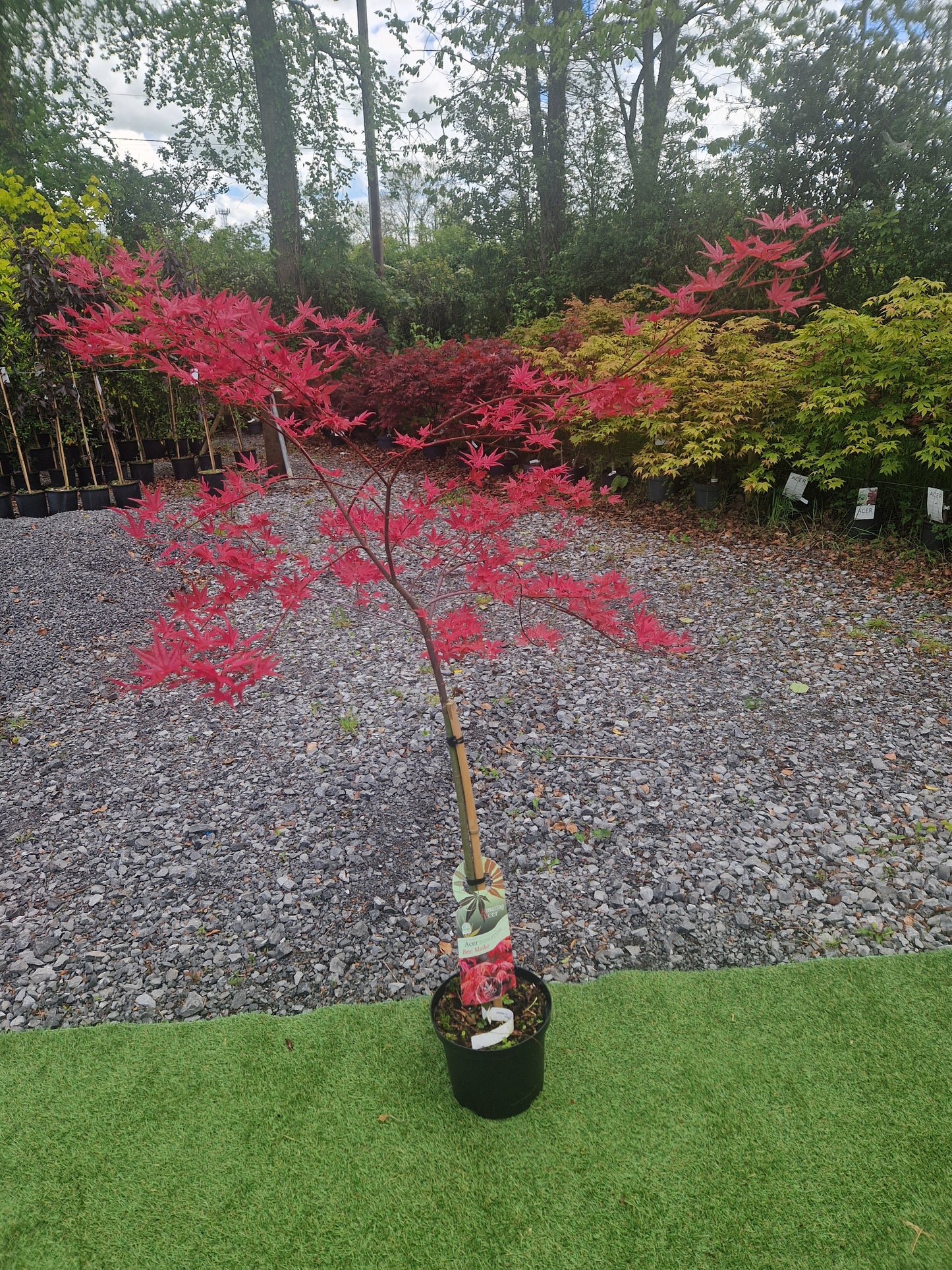 Acer palmatum 'Beni Maiko' (Dancing Geisha Japanese Maple)