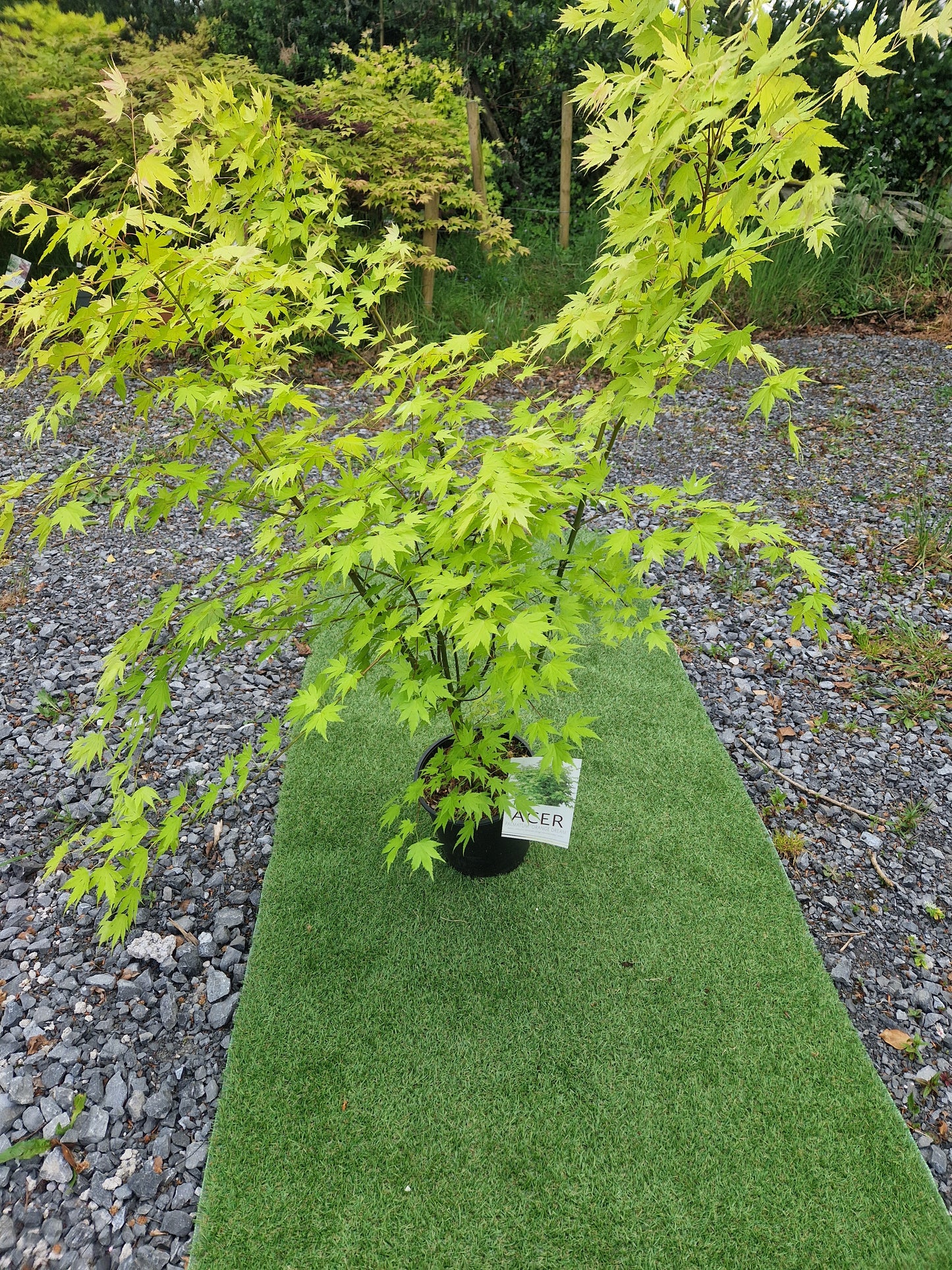 Acer Palmatum 'Orange Dream' Japanese Maple