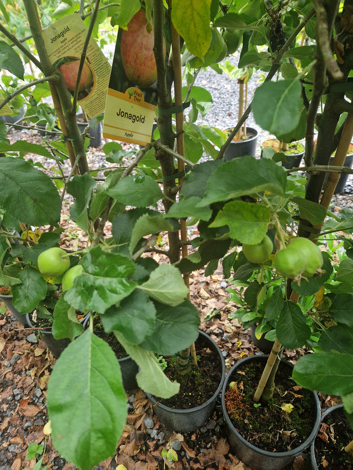 Apple Tree bundle offer Special Offer