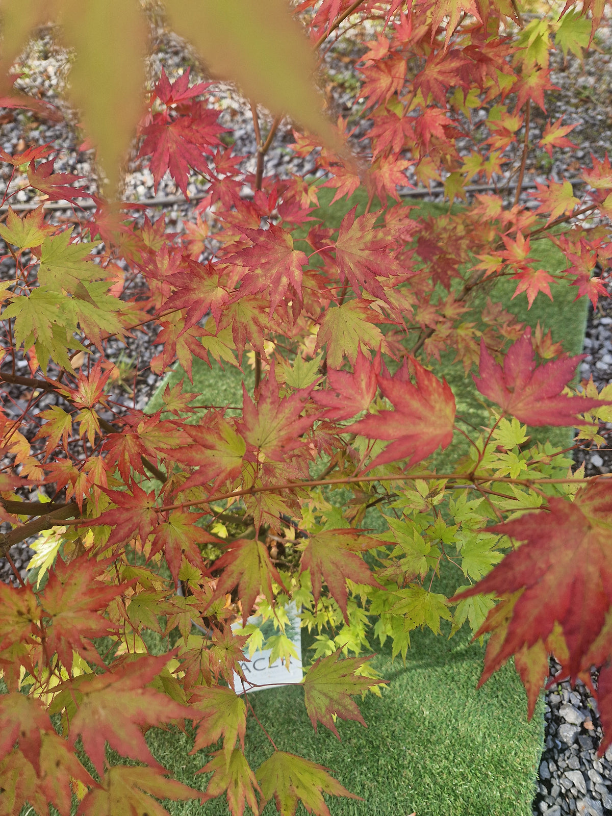 Acer Palmatum 'Orange Dream' Japanese Maple