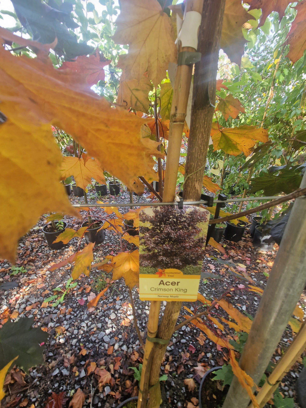 Acer Crimson King.
