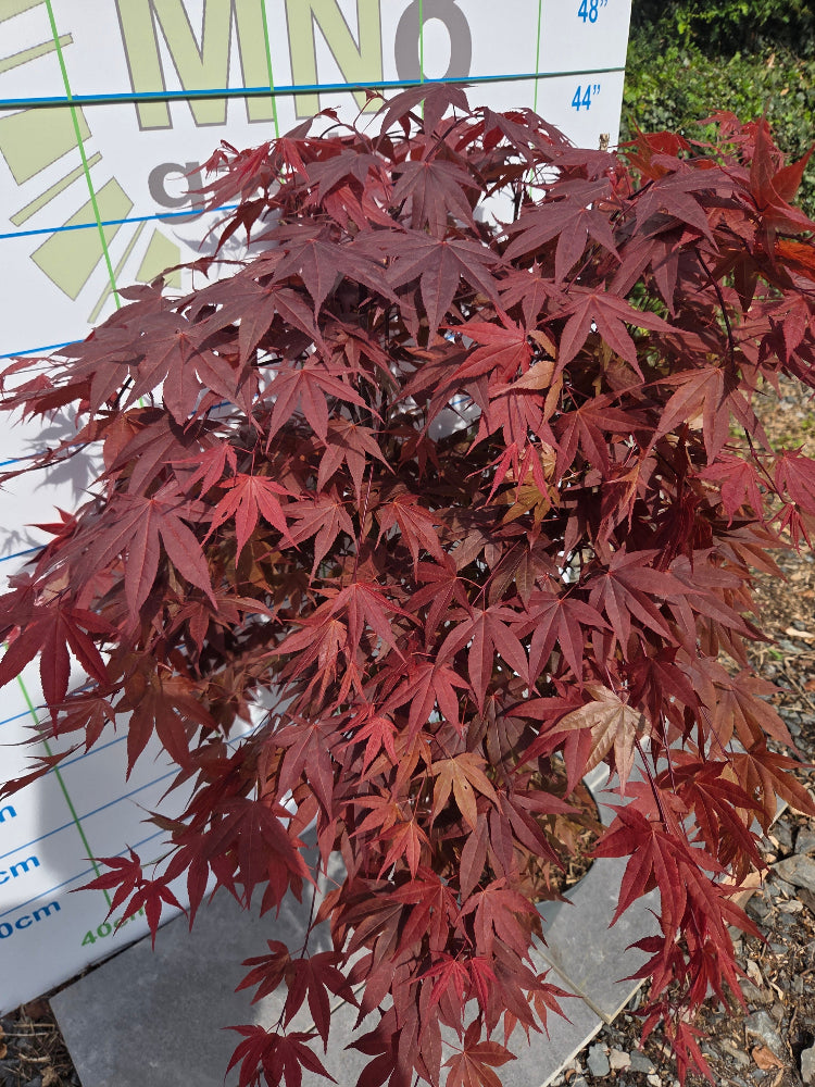 Acer Palmatum 'Atropurpureum' (Purple Japanese Maple)