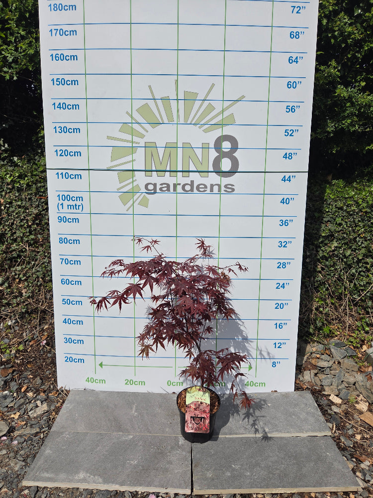 Acer Palmatum 'Bloodgood' Japanese Maple, Monaghan,