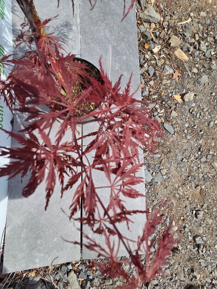 Acer Palmatum 'Firecracker' Japanese Maple
