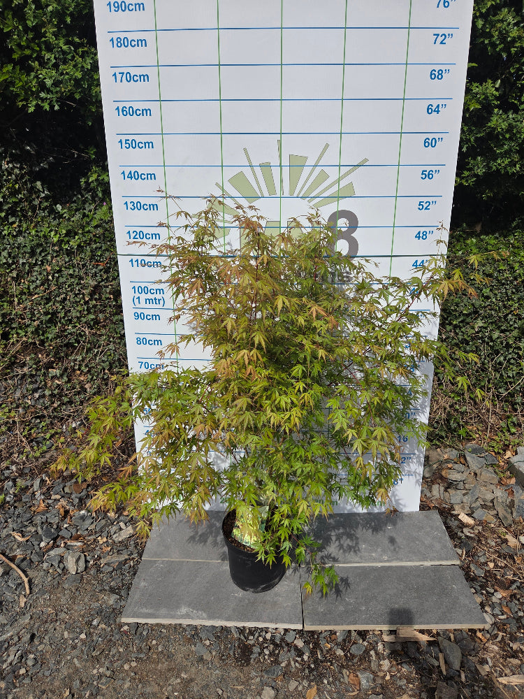 A potted Acer Palmatum 'Sango-kaku', also known as Coral Bark Japanese Maple, with green and pinkish-yellow leaves, placed on a square base in front of a height measuring scale.