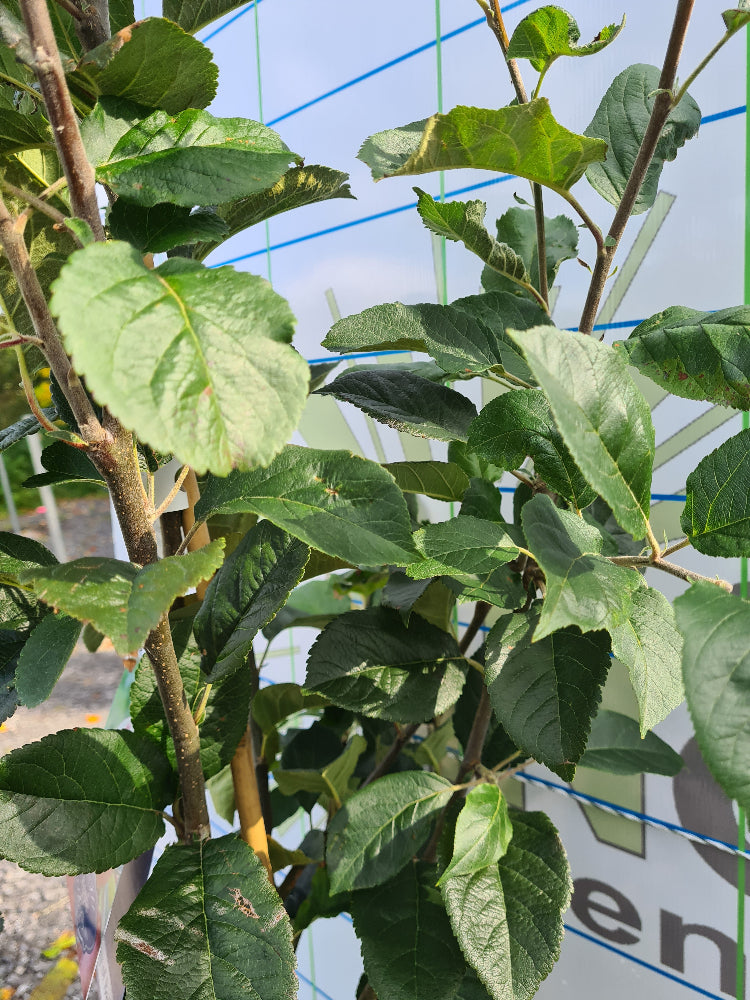 Apple trees 'Beauty of Bath'