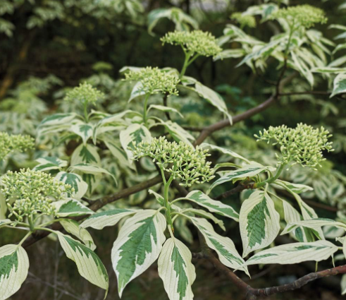 Cornus kousa 'Variegata' (Variegated Kousa Dogwood) "Wedding Cake Tree"