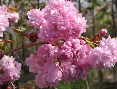 6 Tree Bundle Special Offer