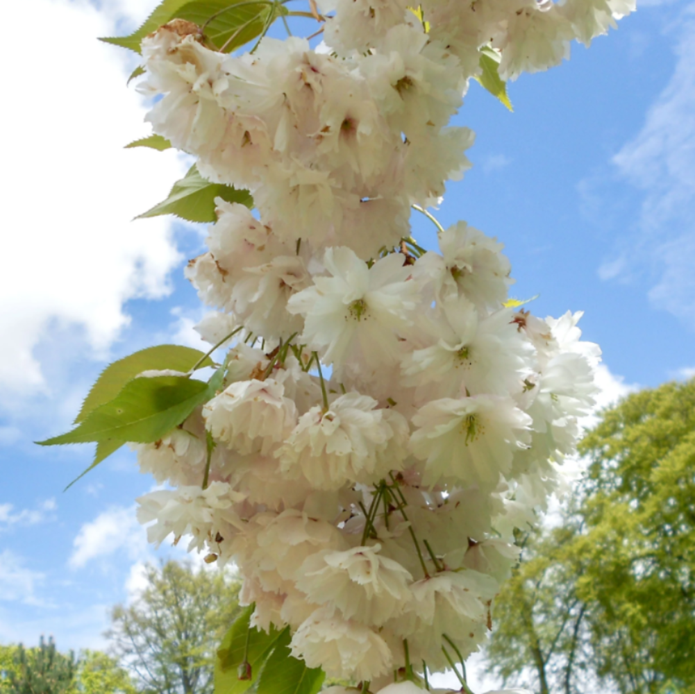 Shimidsu Blushing Bride. (Prunus Shogetsu)