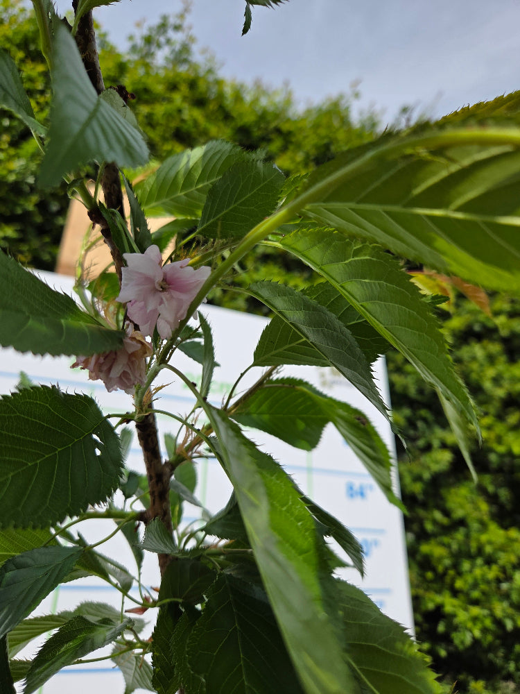 Prunus 'Kiku-shidare-zakura' (Cheal's Weeping Cherry)