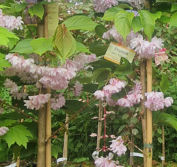 Cherry, Prunus S. Kanzan.