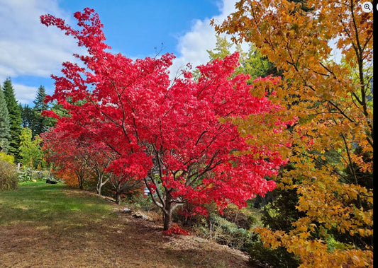 Outdoor Grown Japanese Maples for the Irish Climate