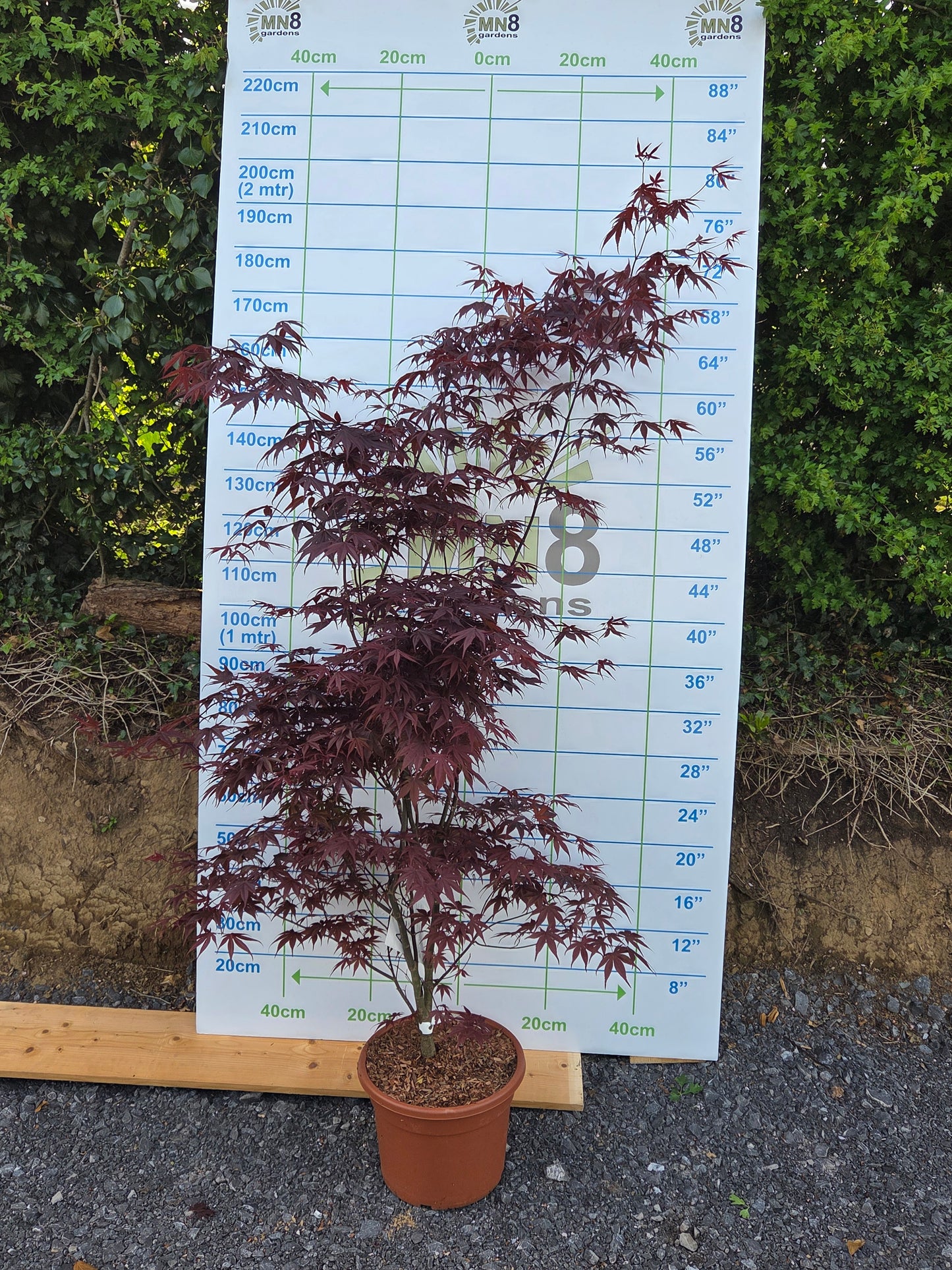 Acer Palmatum 'Bloodgood' Japanese Maple