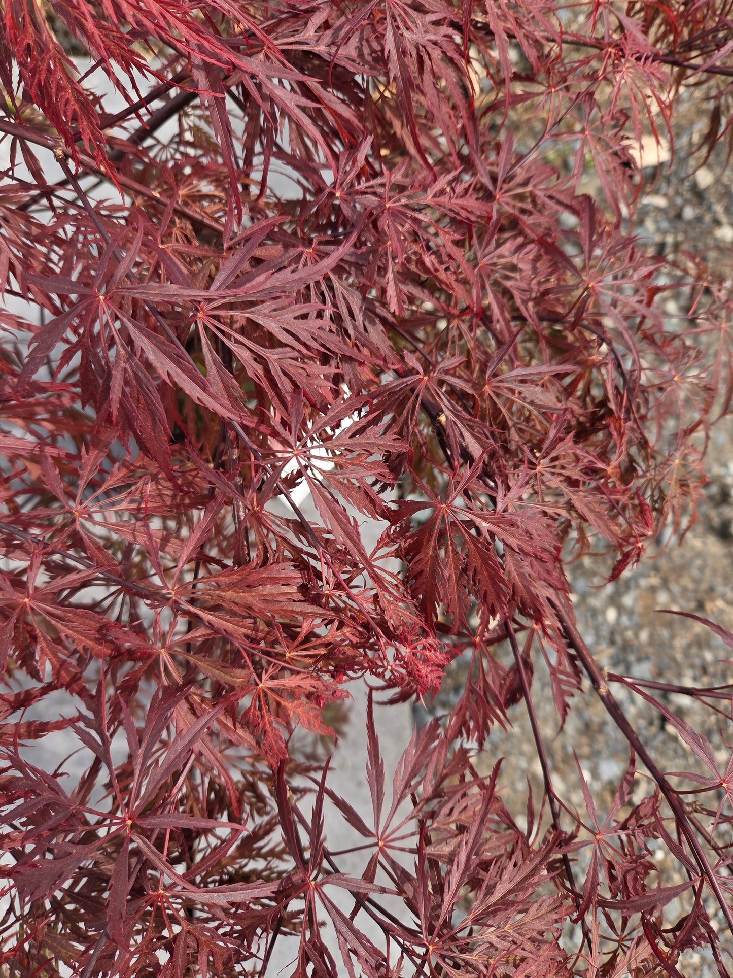 Acer Palmatum 'Garnet' Japanese Maple