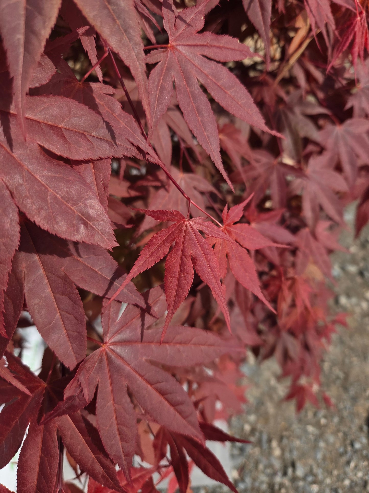 Acer Palmatum 'Atropurpureum' (Purple Japanese Maple)