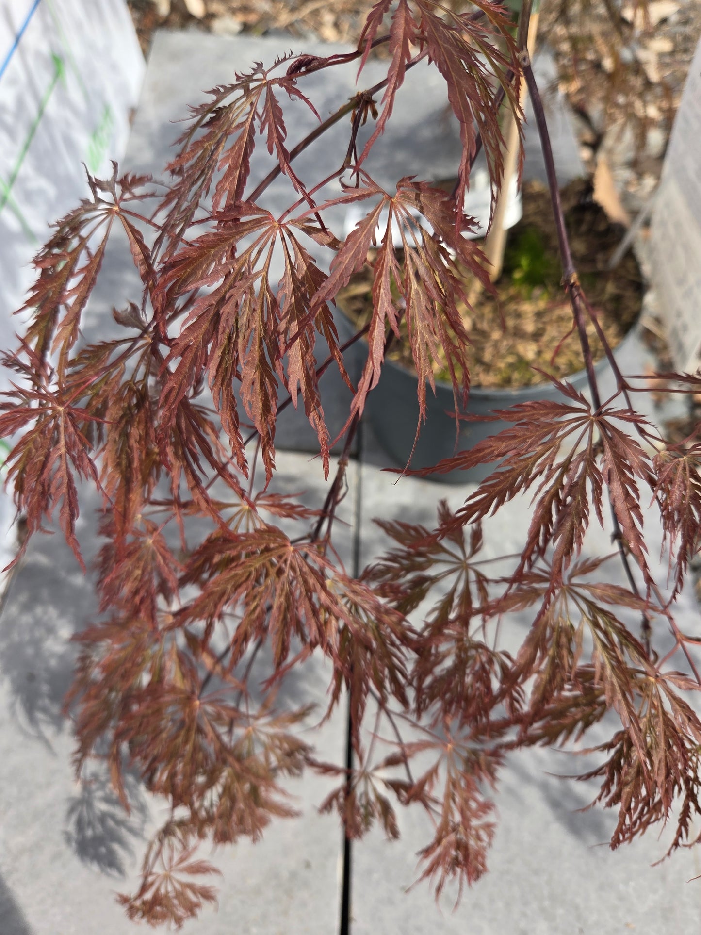 Acer Palmatum 'Inaba-shidare' Japanese Maple