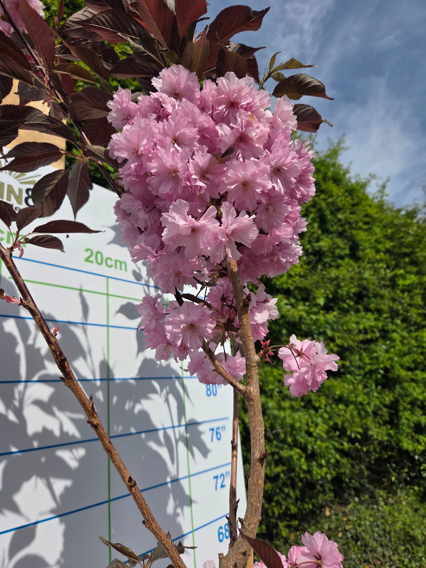 3 Tree Bundle - Royal Burgandy, Pauls Scarlet, Prunus S. Kanzan, Special Offer