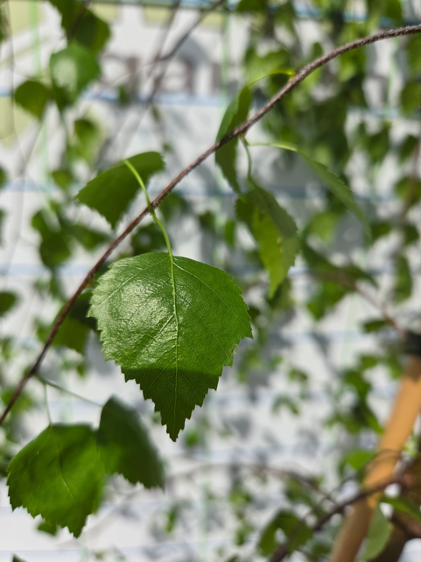 Betula pendula 'Youngii' (Young's Weeping Birch)