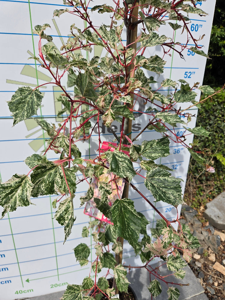 6 Tree Bundle Special Offer